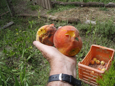 085 PC210430 Hail damaged peaches.jpg